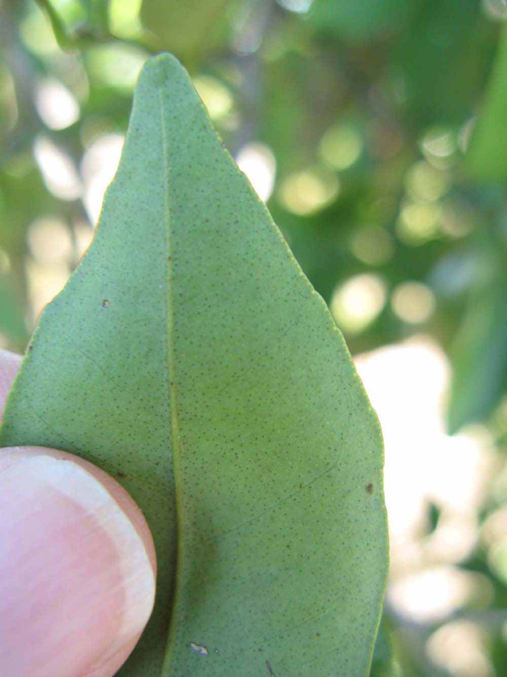              Margin (Winter Haven, FL)       